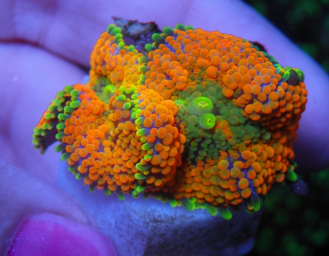 Dayglo Orange ricordea coral reef aquarium