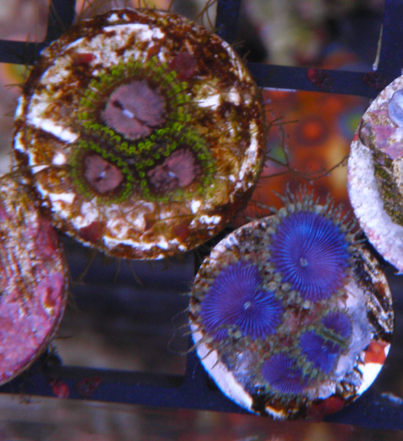 Blue Death Palythoa Zoas Zoanthid Coral Reef Aquarium