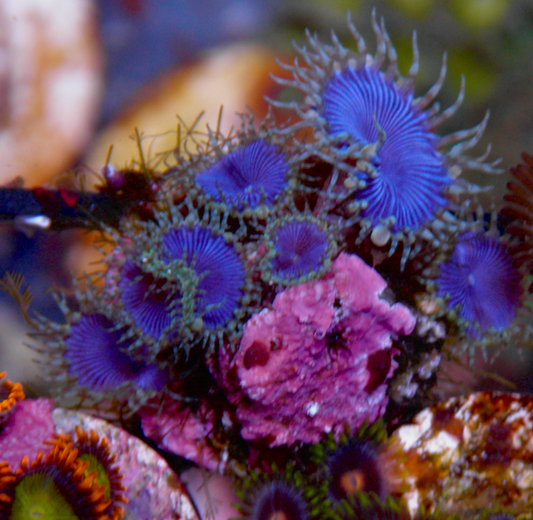 Blue Death Palythoa Zoas Zoanthid Coral Reef Aquarium 2