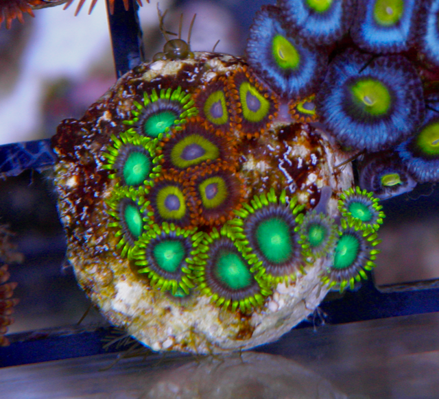 Fruit Loop Dragon Zoanthids Zoa Coral Reef Aquarium