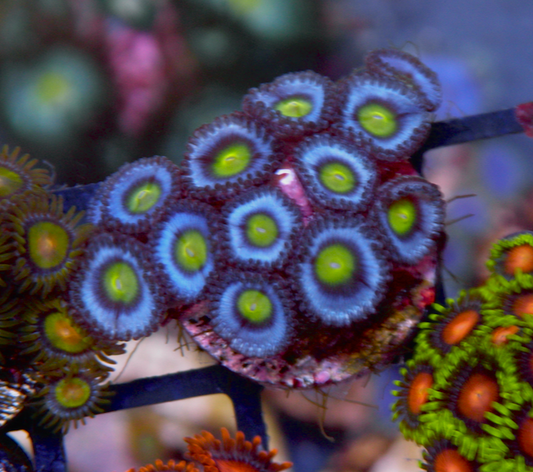True Blue AOI Zoanthids Coral Reef Aquarium 2