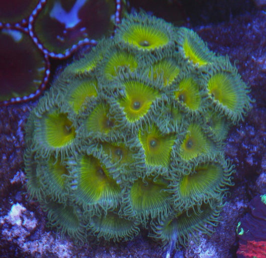 Captain Jerk Green Gold Palythoa Zoanthids Coral Reef Saltwater Aquarium