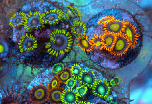 Mandarin Orange Zoanthids Zoas Coral Reef
