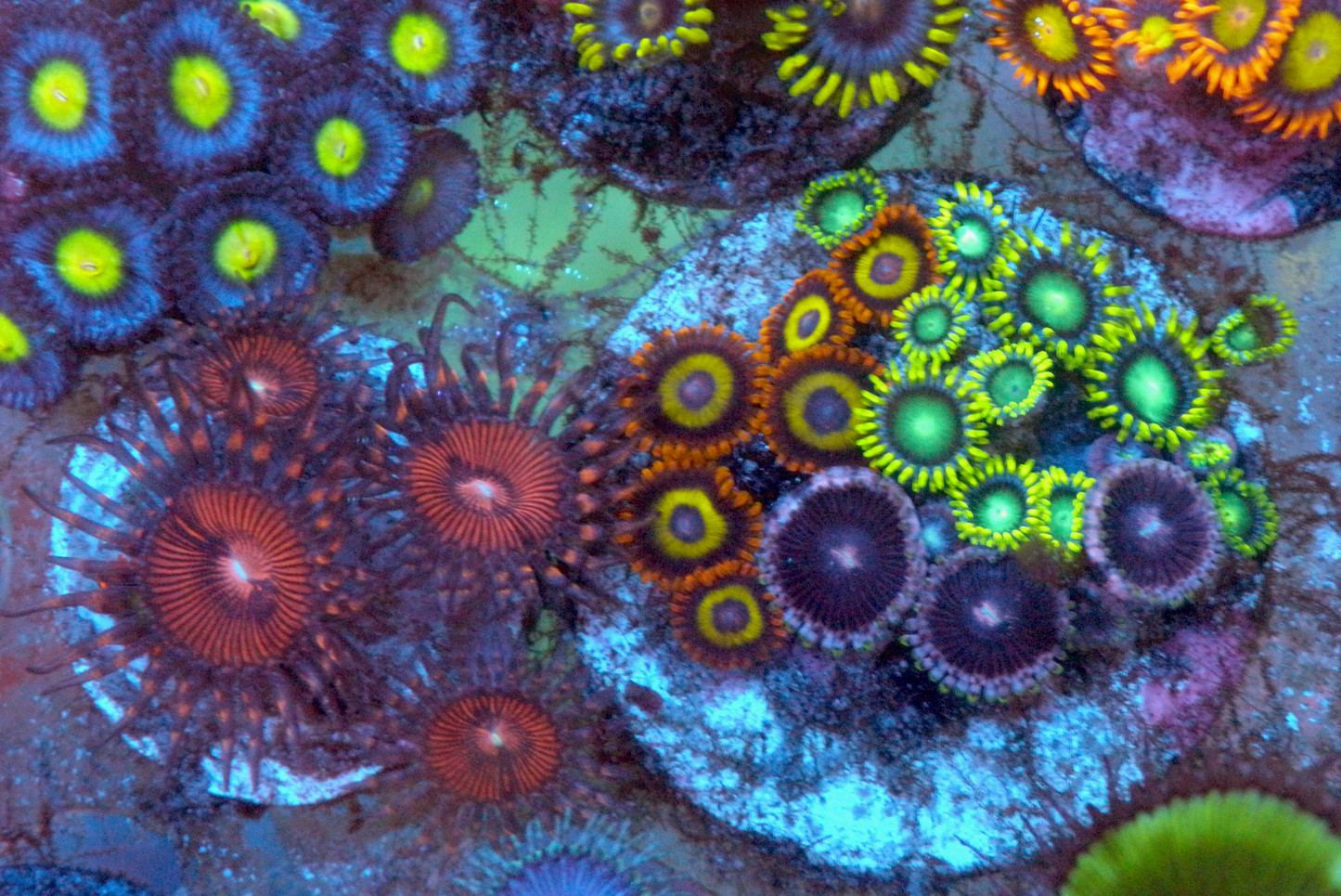 Fruit Loop Eagle Eye Zoanthids Trio Coral Reef
