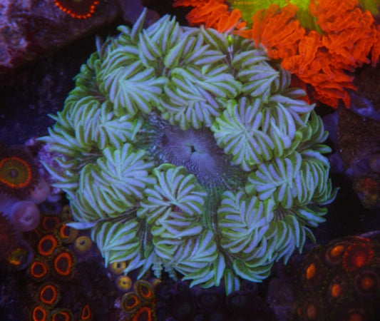 Apple Pinstripes Flower Rock Anemone Build Your Own Pack Reef Aquarium
