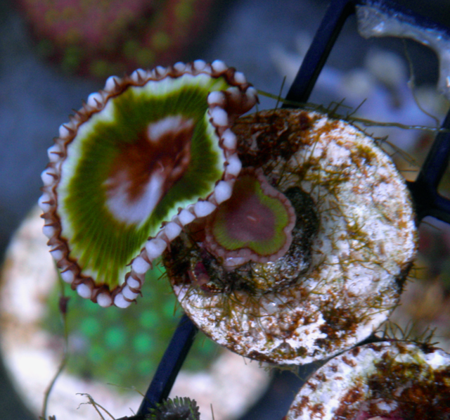 Big Neon Green Palythoa Grandis Coral