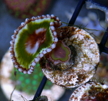 Big Neon Green Palythoa Grandis Coral