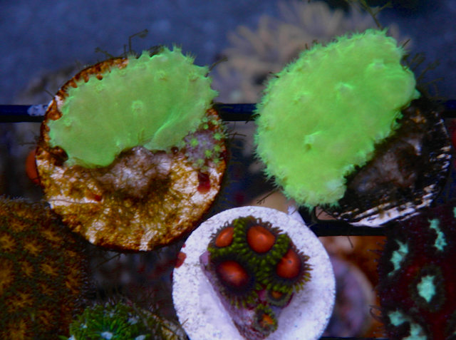 Radioactive Green Cabbage Leather Coral Reef Aquarium