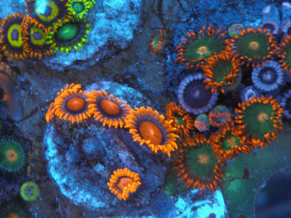 Bambam Orange Zoanthids Coral Reef Aquarium 4
