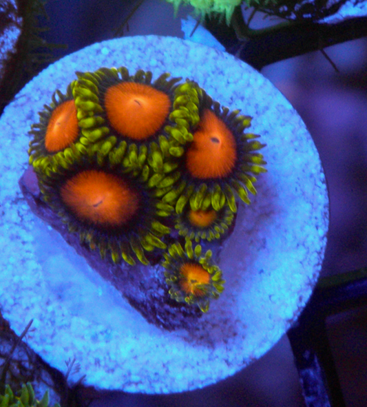 Fiji Dragon Eye Yellow Brick Road Zoanthids Coral Reef Aquarium 2