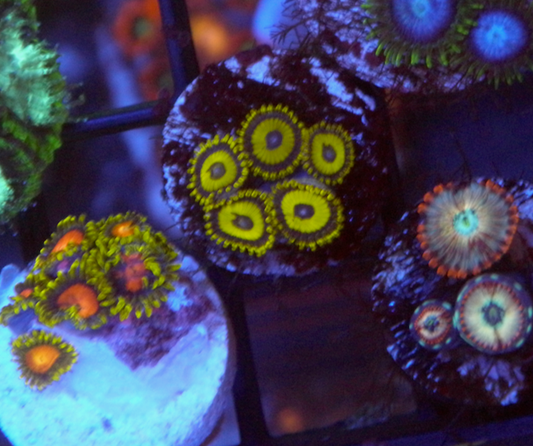 Yellow LA Laker Zoanthids Coral Reef Aquarium 2