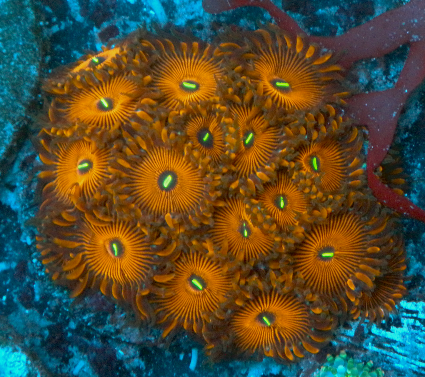 Orange Envy PE Palythoa Zoanthid Coral 2