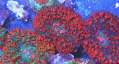 Strawberry Red Sanctithomae St Thomas Bounce Mushroom Reef Aquarium