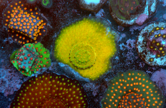 Banana Yellow Cyphastrea LPS Encrusting Coral