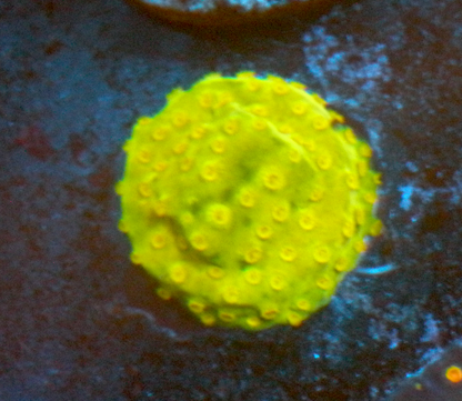 Banana Yellow Cyphastrea LPS Encrusting Coral