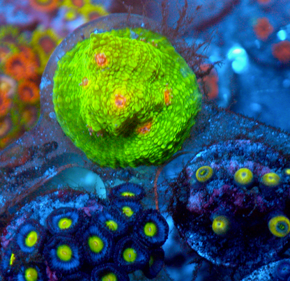 3G Mummy Eye Chalice Coral Reef Aquarium