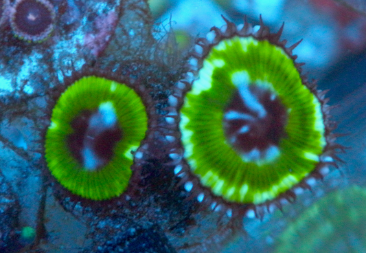 Big Neon Green Palythoa Grandis Coral Zoanthid