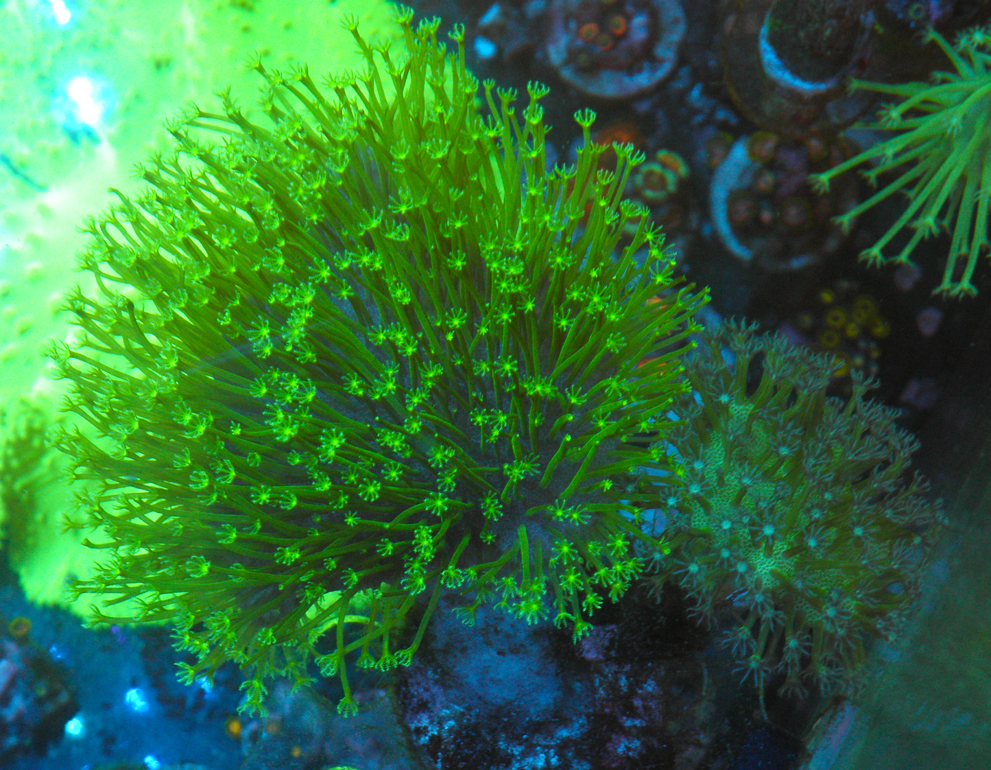 Aussie Green Polyp Crown Leather Combo Coral Aquarium 2