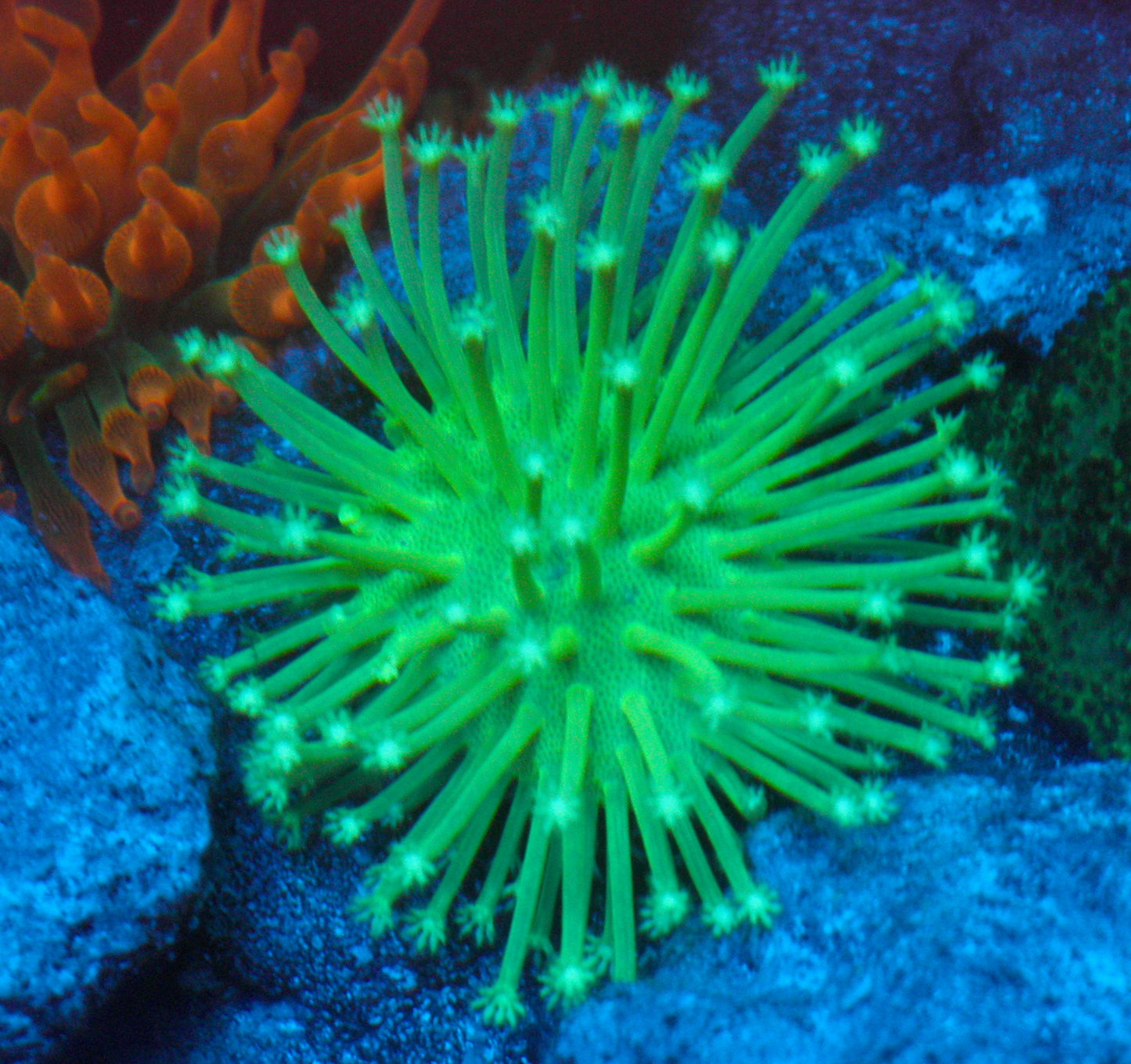 Ultra Toxic Leather Coral Saltwater Aquarium