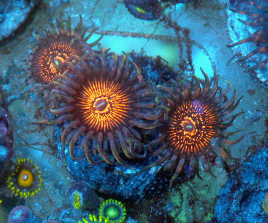 God of War Zoanthids Saltwater Reef Tank Aquarium
