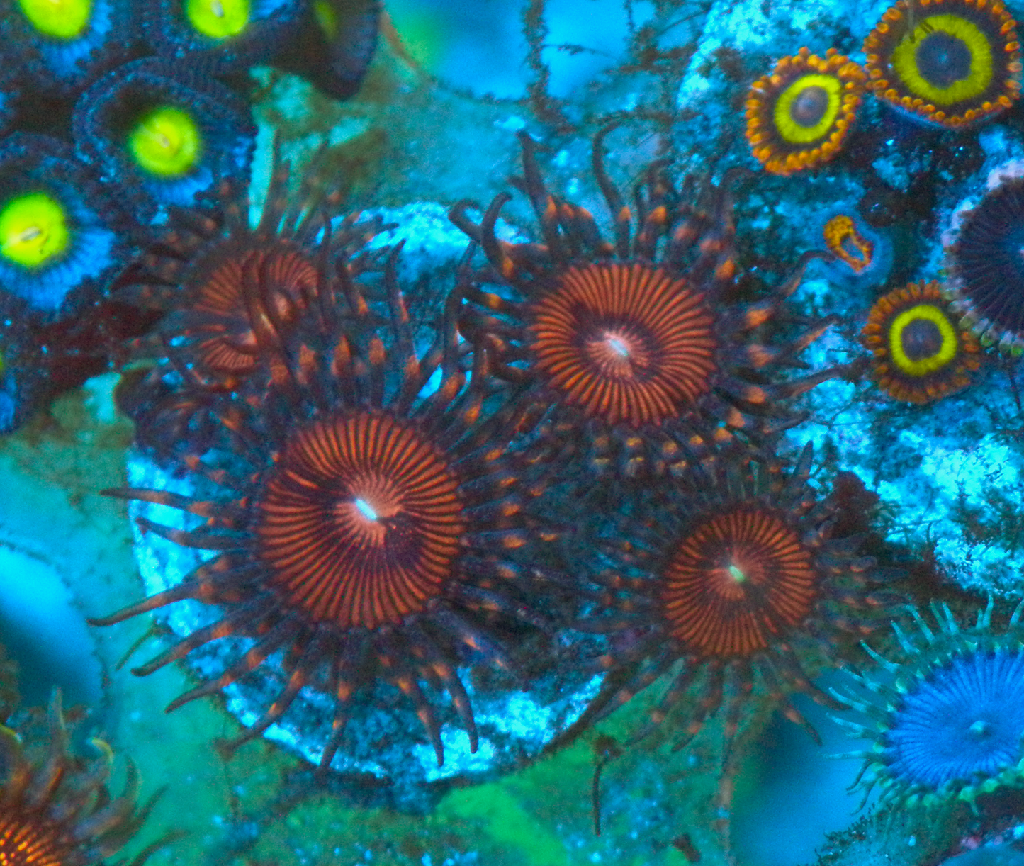 Ruby Red Zoanthids Saltwater Reef Tank Aquarium