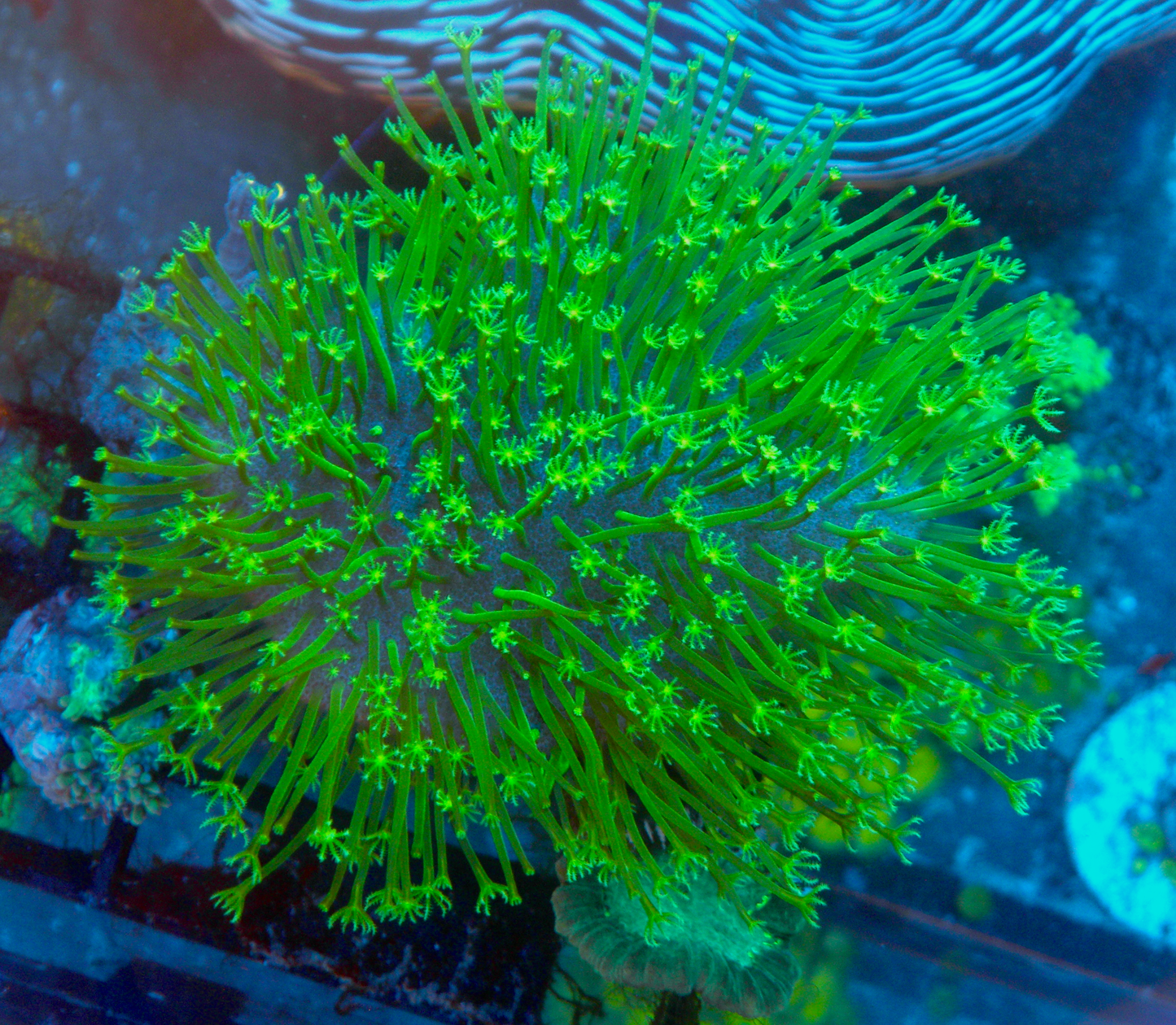 Aussie Green Polyp Crown Leather Coral Reef 3