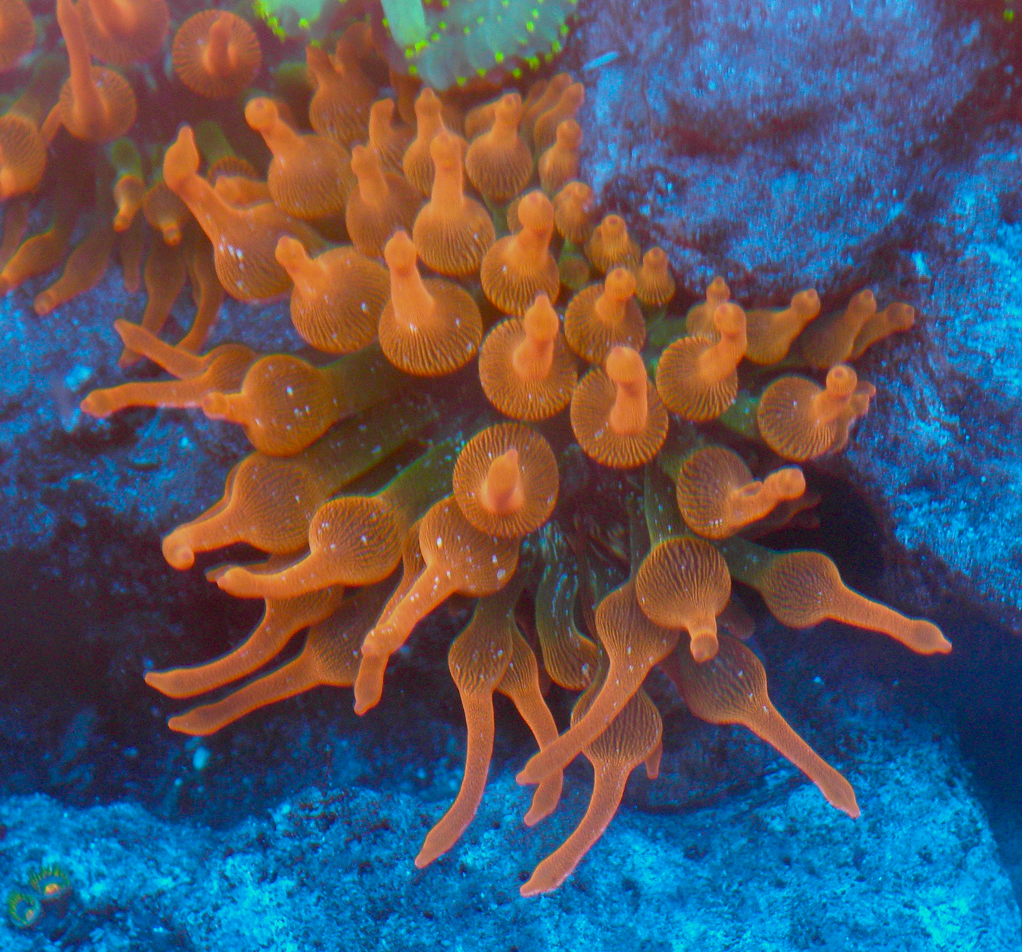 Cherry Red Bubble Tip Anemone Clownfish Coral BTA