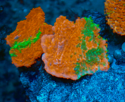 WWC Grafted Green & Orange Montipora 2