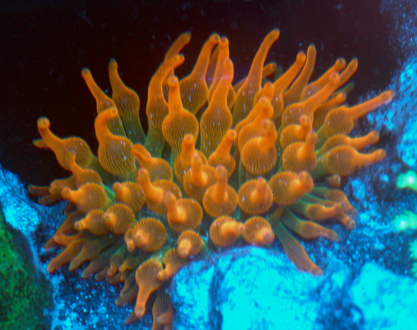 Rose Red Green Bubbletip Anemone BTA Coral Reef Aquarium