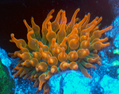 Rose Red Green Bubbletip Anemone BTA Coral Reef Aquarium