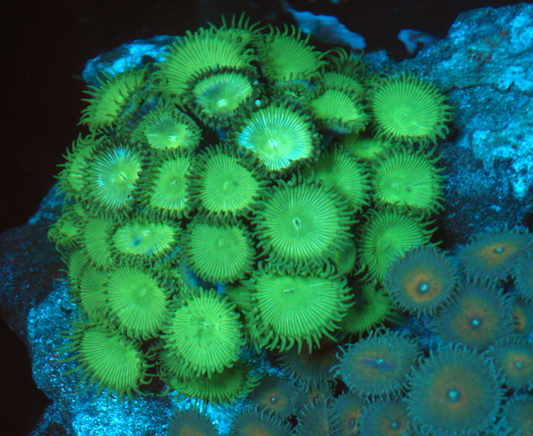 Radioactive Green Palythoa Zoanthids Coral Saltwater Aquarium - Reef Gardener