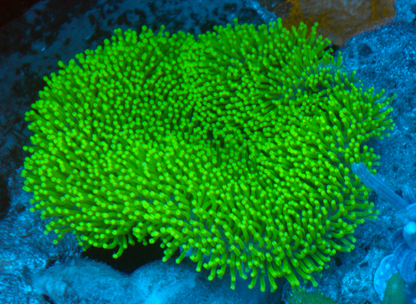 Insane Green Polyp Leather Coral Aquarium
