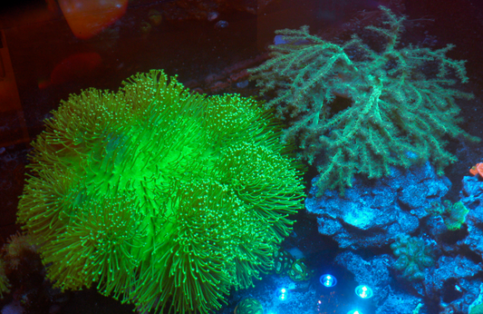 Ultra Toxic Leather Coral Saltwater Aquarium 2