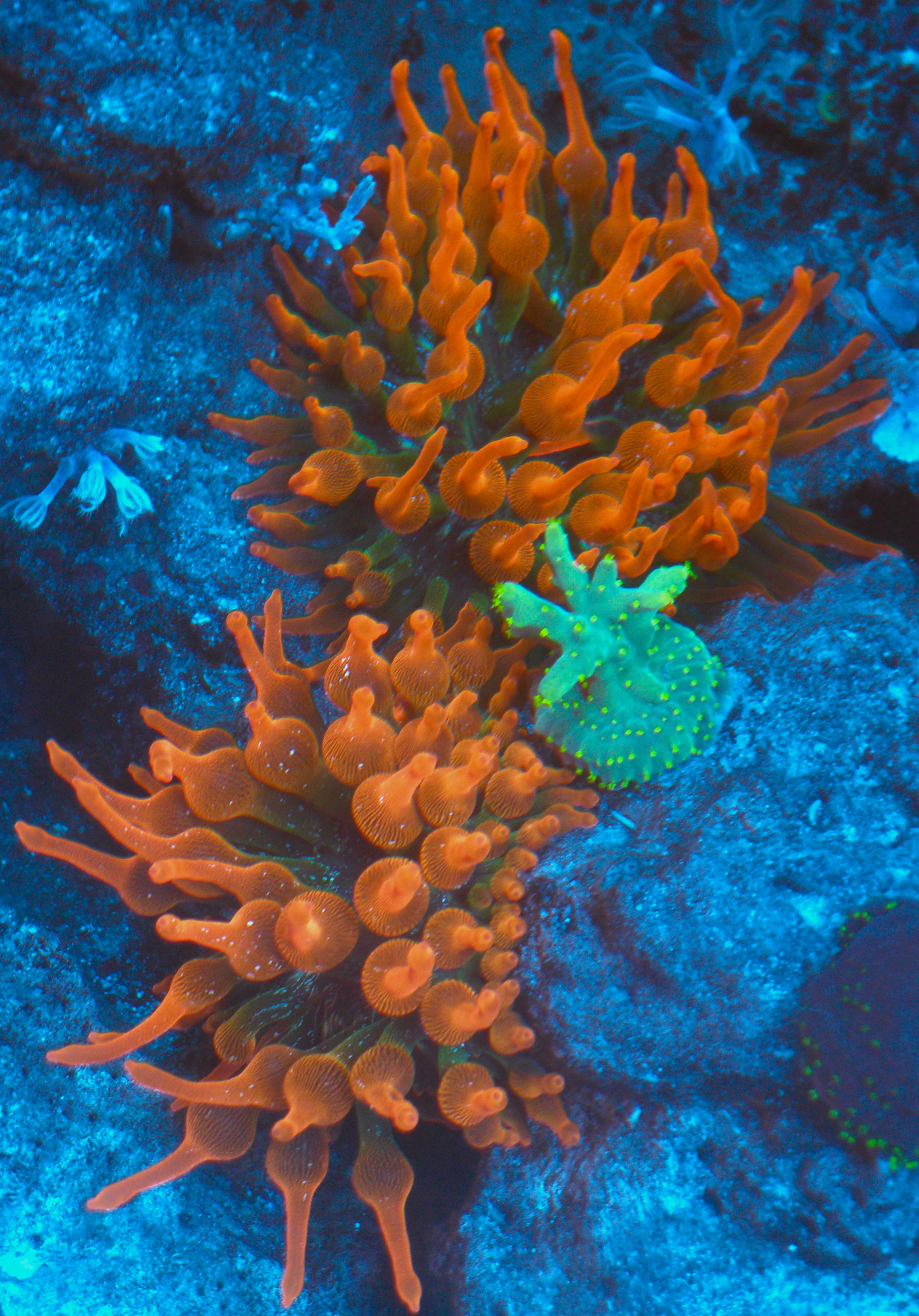 Cherry Red Bubble Tip Anemone Clownfish Coral BTA