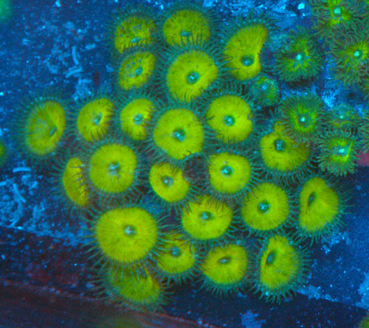Nuclear Green Zoanthids Palythoa Coral Reef Beginner