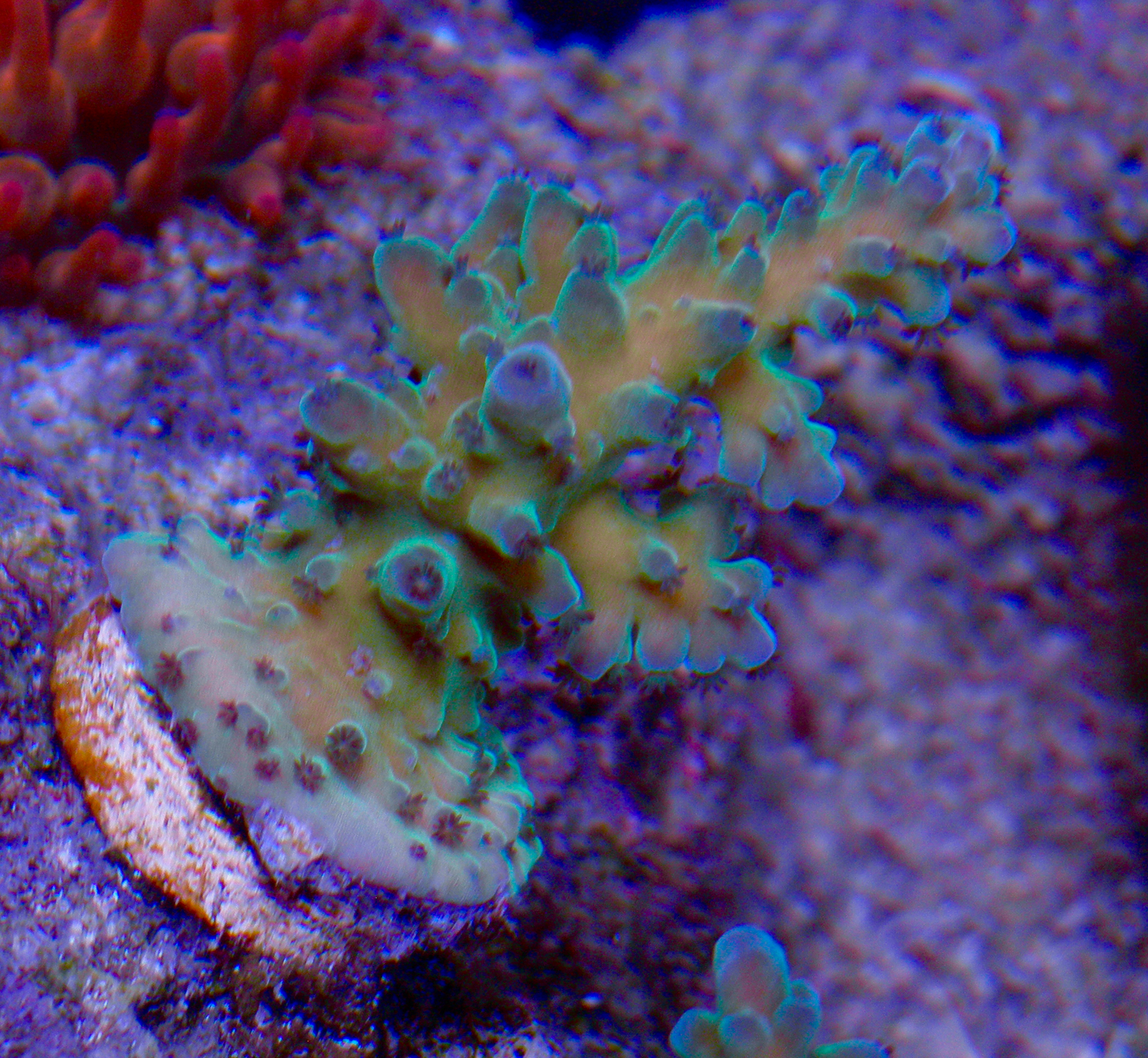 Blueberry Acropora Austera SPS Coral Reef Fish Tank