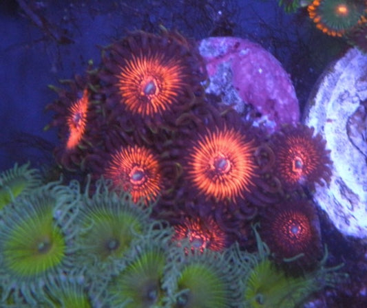 Deadpool Red Zoanthids Coral Reef Aquarium Saltwater Tank