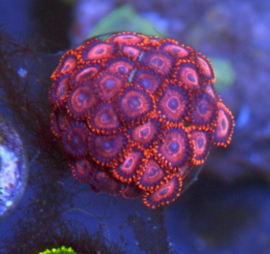 Red Twizzler Zoanthids Coral Reef Tank Saltwater Aquarium