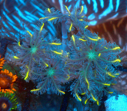 Gold Dust Clove Polyps Coral Reef 2