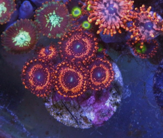WWC Illuminati Red Zoanthids Designer Coral Reef Aquarium Fish Tank