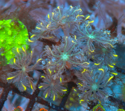 Gold Dust Clove Polyps Coral Reef Aquarium