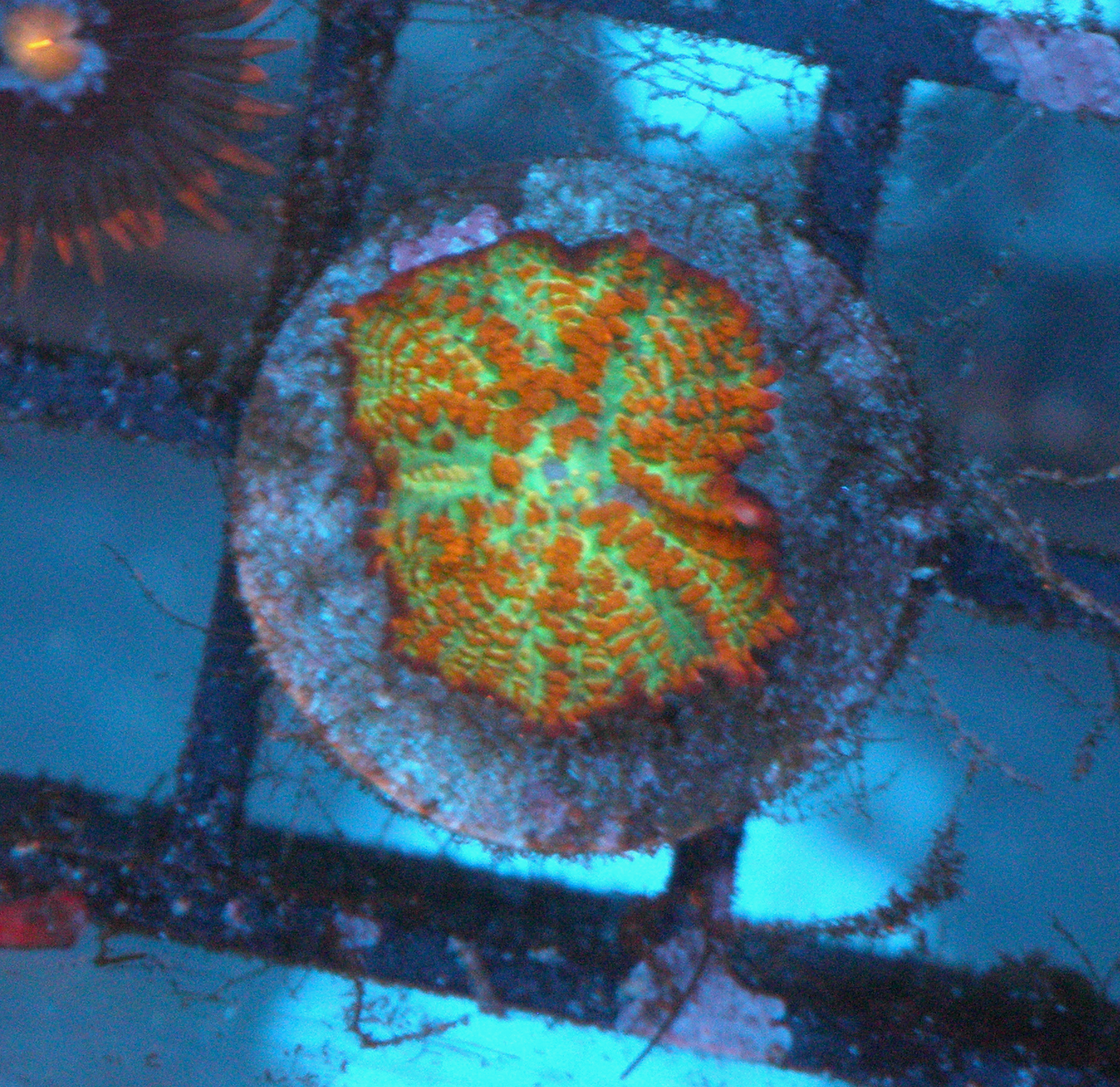 Forest Fire Orange Rhodactis Mushroom Coral Reef