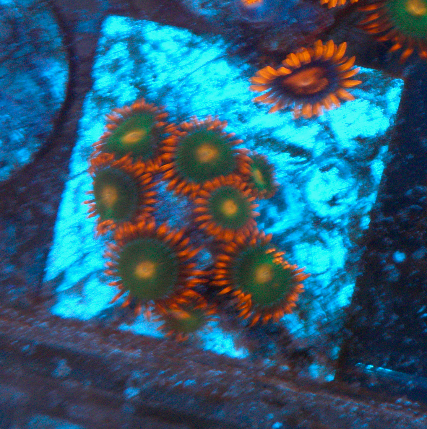 Gatorade Orange Zoanthids Zoas Coral Reef