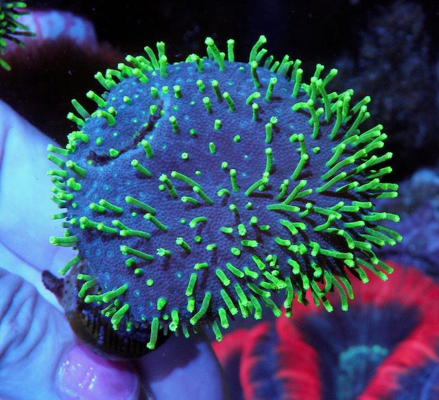 Kryptonite Green Polyp Leather Coral