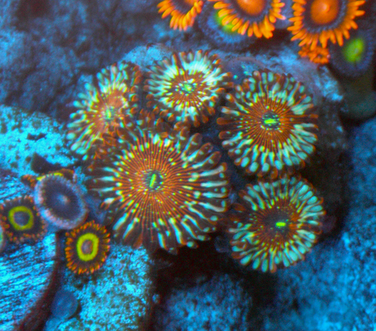 Seduction Orange Zoanthids Coral Reef Saltwater Aquarium
