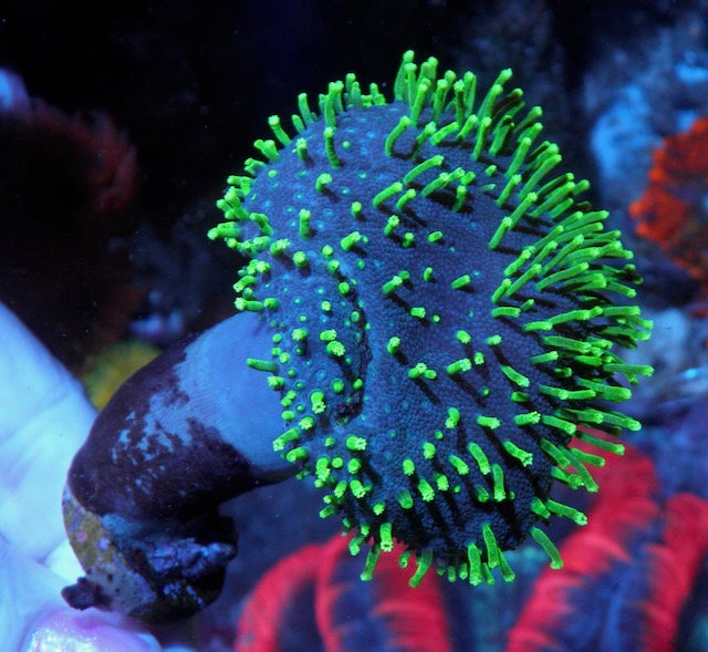 Kryptonite Green Polyp Leather Coral