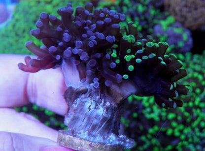 Awesome Violet Rose and Toxic Bicolor Frogspawn Trio Aquarium