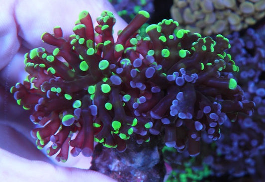 Awesome Violet Rose and Toxic Bicolor Frogspawn Trio Aquarium