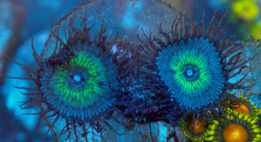 Mindblowing Palythoa Zoanthids Coral Reef