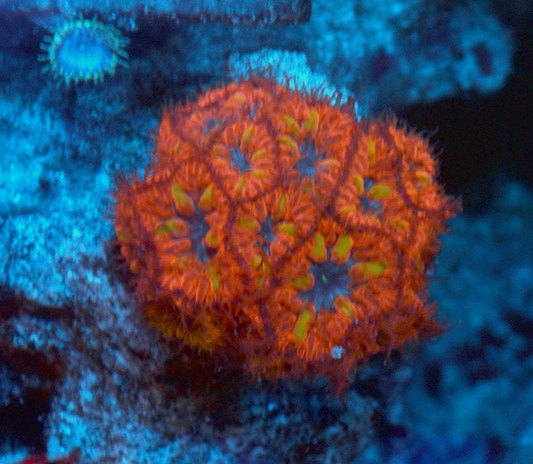 Blue Raven Red Blastomussa LPS Coral Coral Reef Aquarium